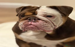 Mixed Breed dogs for sale: Stunning English bulldog mix pocket bully  - Image 7
