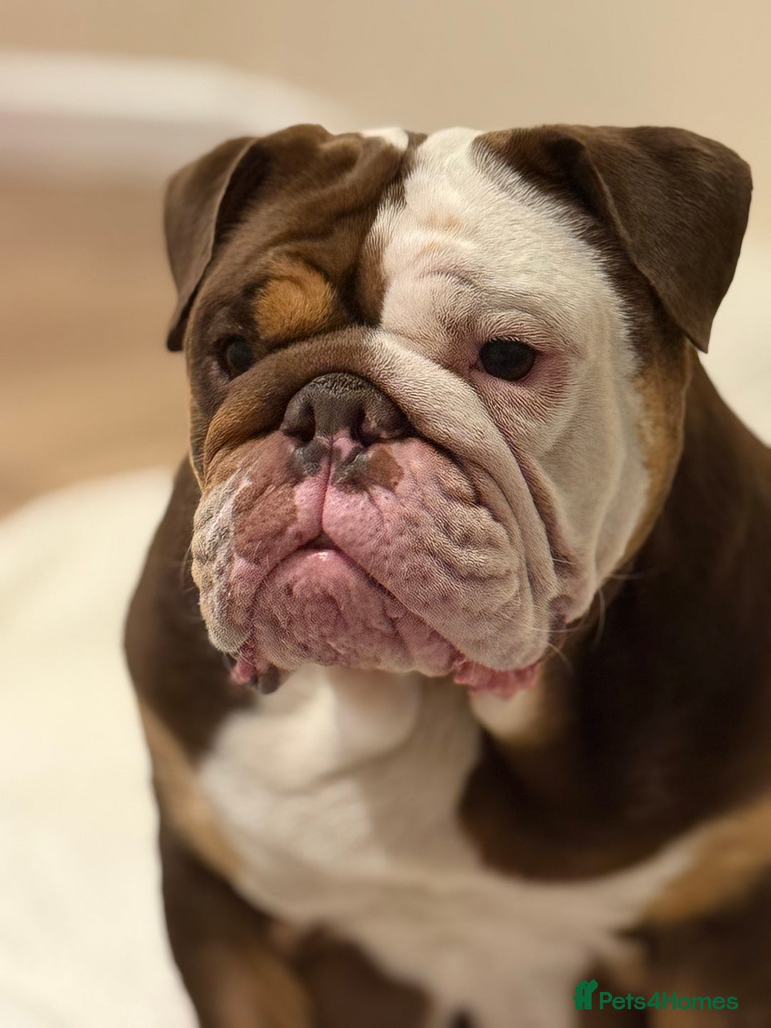 Mixed Breed dogs for sale: Stunning English bulldog mix pocket bully  - Image 7