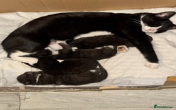 Mixed Breed cats for sale: Stunning, cuddly mixed breed kittens  - Image 1