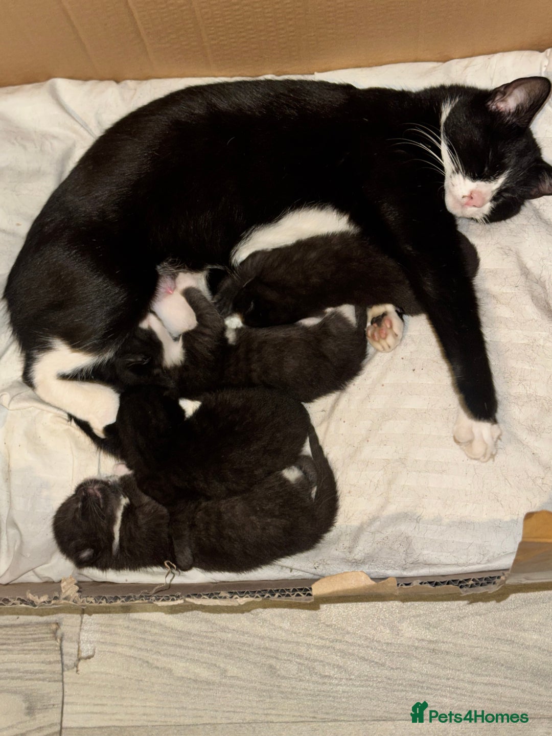Mixed Breed cats for sale: Stunning, cuddly mixed breed kittens  - Image 1