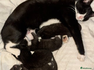 Mixed Breed cats - Advert 16