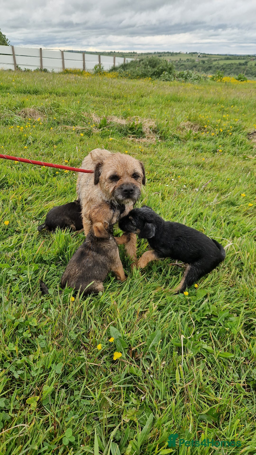 Border Terrier dogs for sale: 2 excellent show quality border terrier dog pups - Advert 8