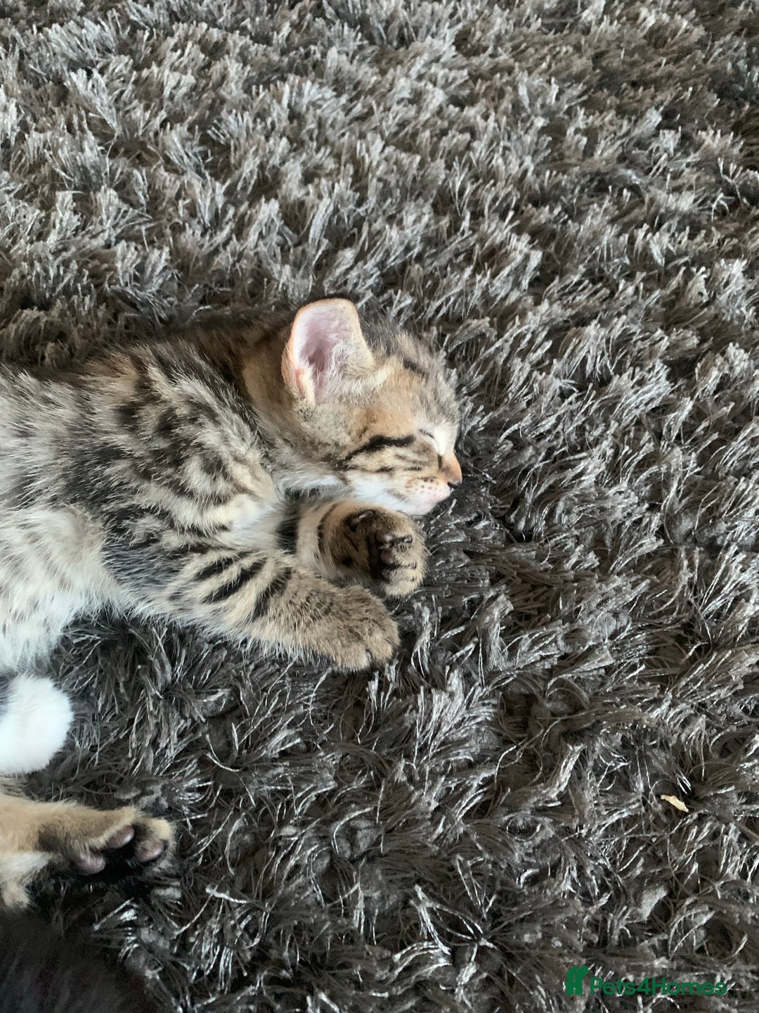 Mixed Breed cats for sale: 8 beautiful kittens for sale - Advert 10