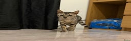 Bengal cats for sale: TICA registered pedigree Bengal Kittens - Advert 12