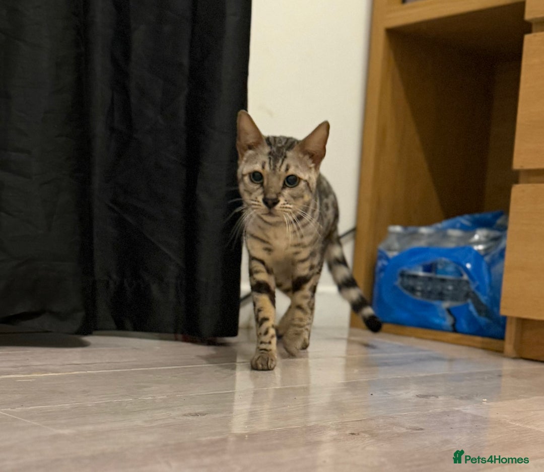 Bengal cats for sale: TICA registered pedigree Bengal Kittens - Advert 12