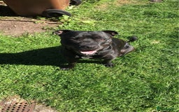Staffordshire Bull Terrier dogs for stud: Pablo stud  - Image 3