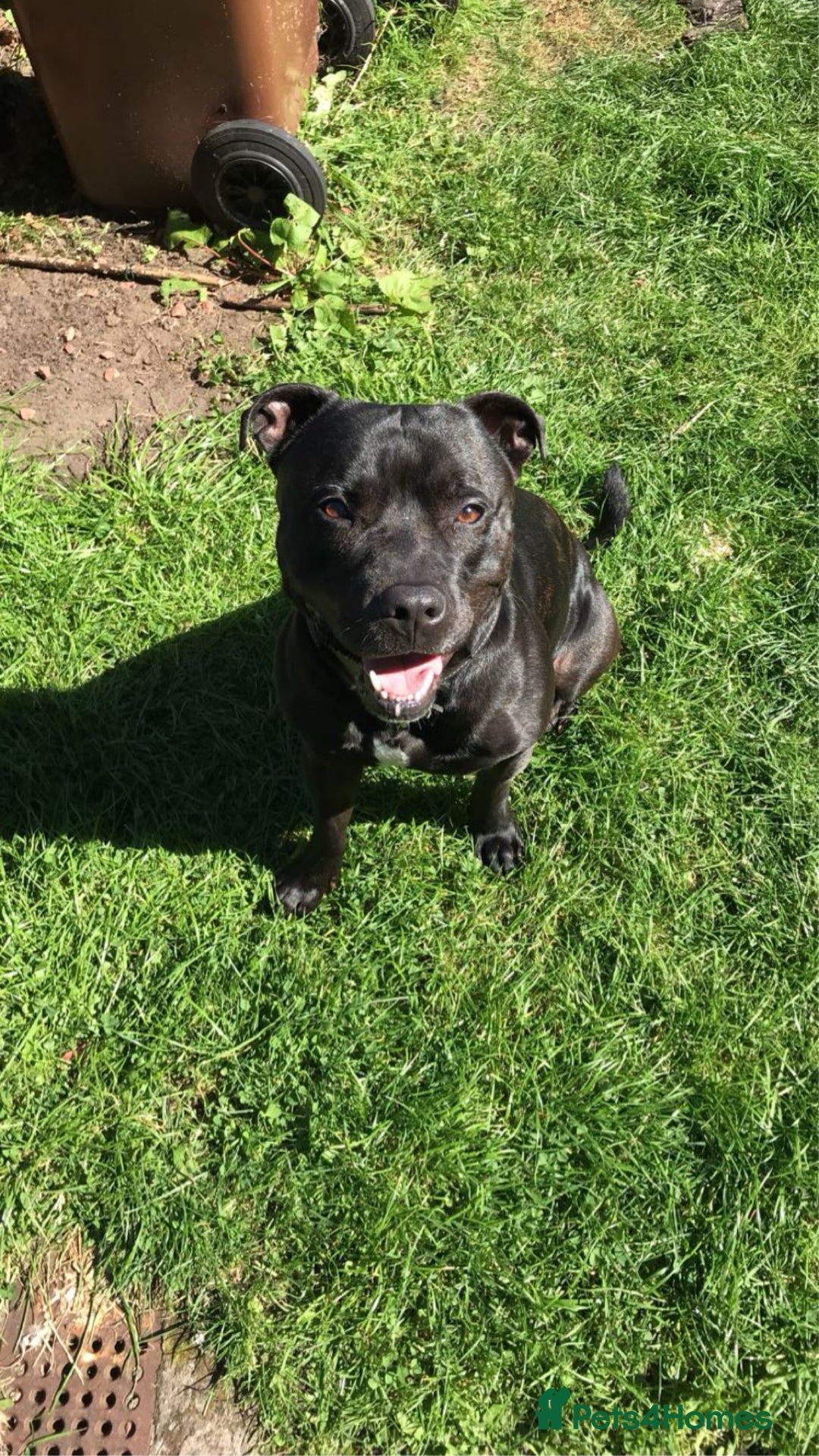 Staffordshire Bull Terrier dogs for stud: Pablo stud  - Image 3
