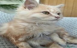 Persian cats for sale: Persian cross Kitten  - Image 2