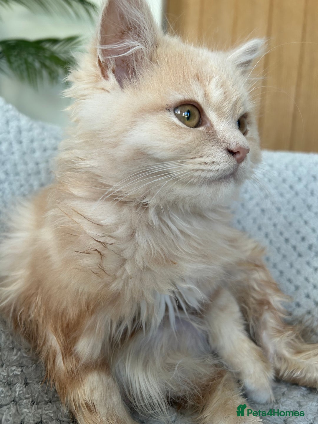 Persian cats for sale: Persian cross Kitten  - Image 2