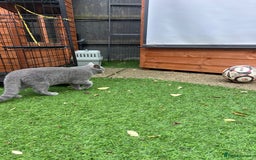 British Shorthair cats for sale: Gorgeus GCCF British Shorthair kittens - Image 3
