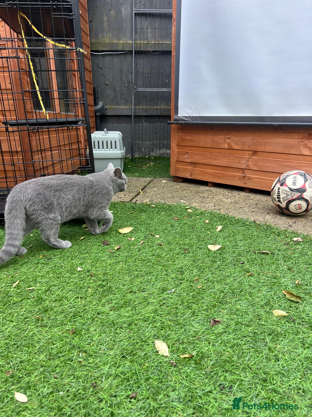British Shorthair cats for sale: Gorgeus GCCF British Shorthair kittens - Image 3