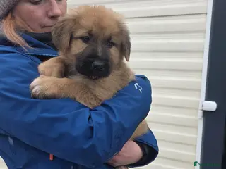 Mixed Breed dogs Highland Shepherd Puppies!!! - Advert 16