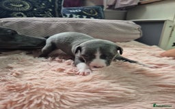 Whippet dogs for sale: Stunning KC Registered Blue Whippet Puppies - Image 6