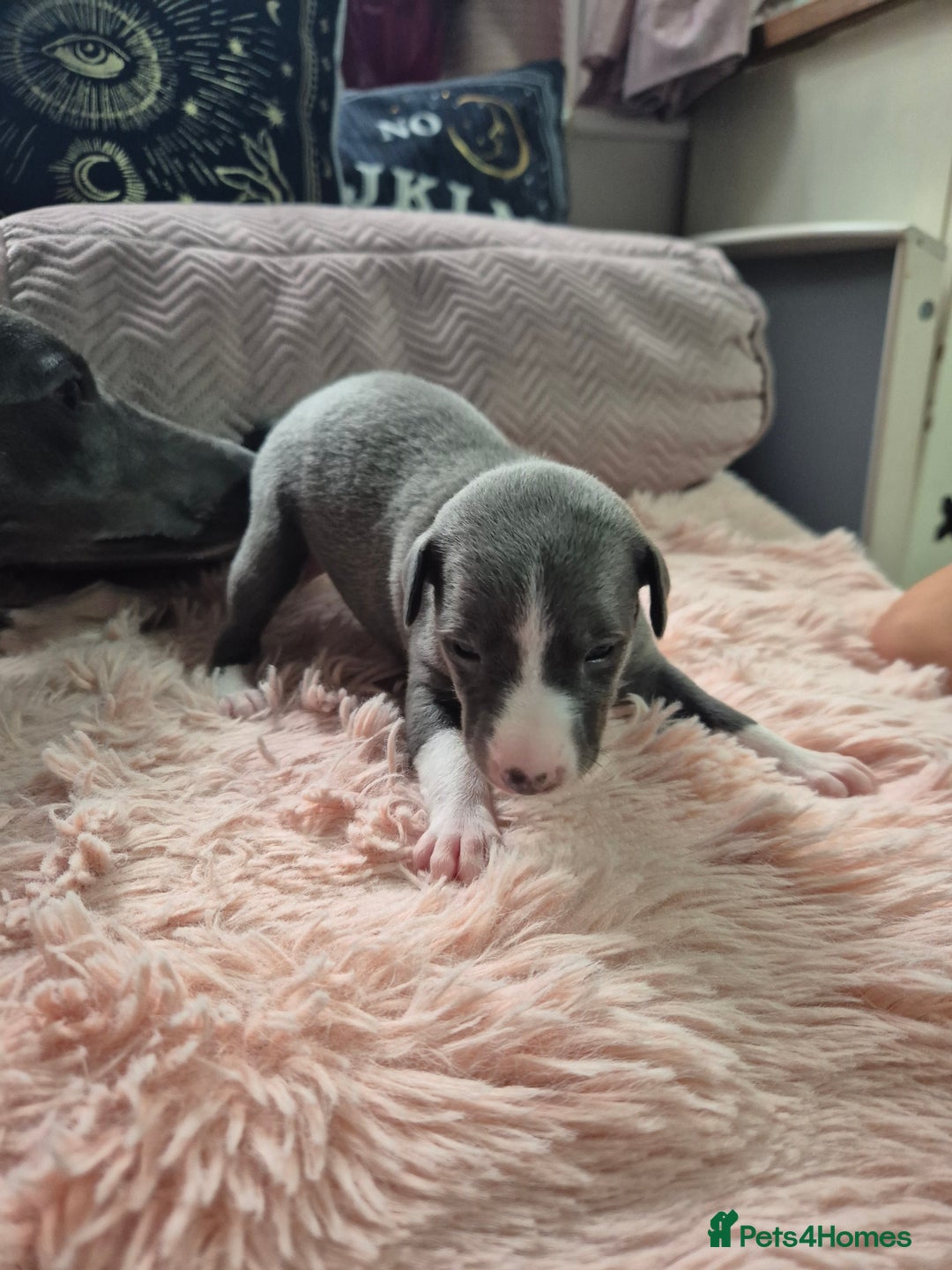 Whippet dogs for sale: Stunning KC Registered Blue Whippet Puppies - Image 6