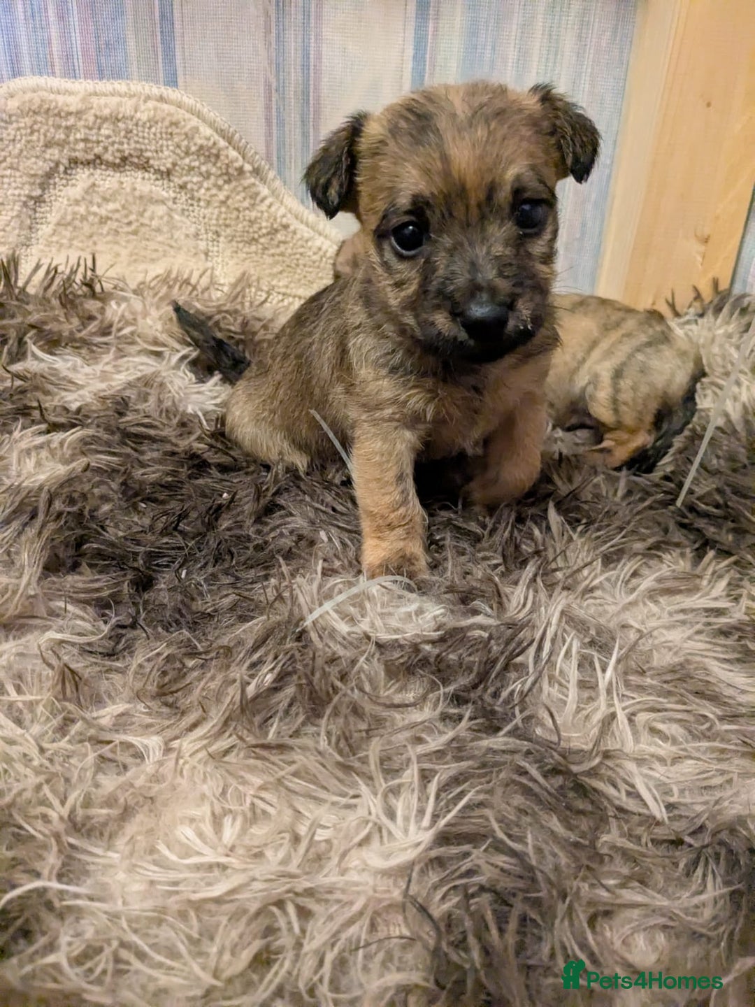 Mixed Breed dogs for sale: Norfolk terrier cross cairn terrier  - Image 2