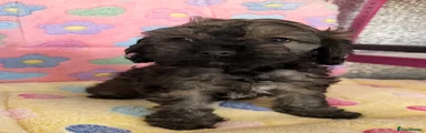Cockapoo 4