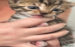 Bengal cats for sale: Bengal cross kittens  - Image 10