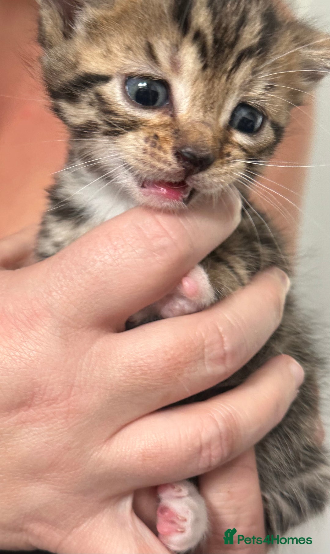 Bengal cats for sale: Bengal cross kittens  - Image 10