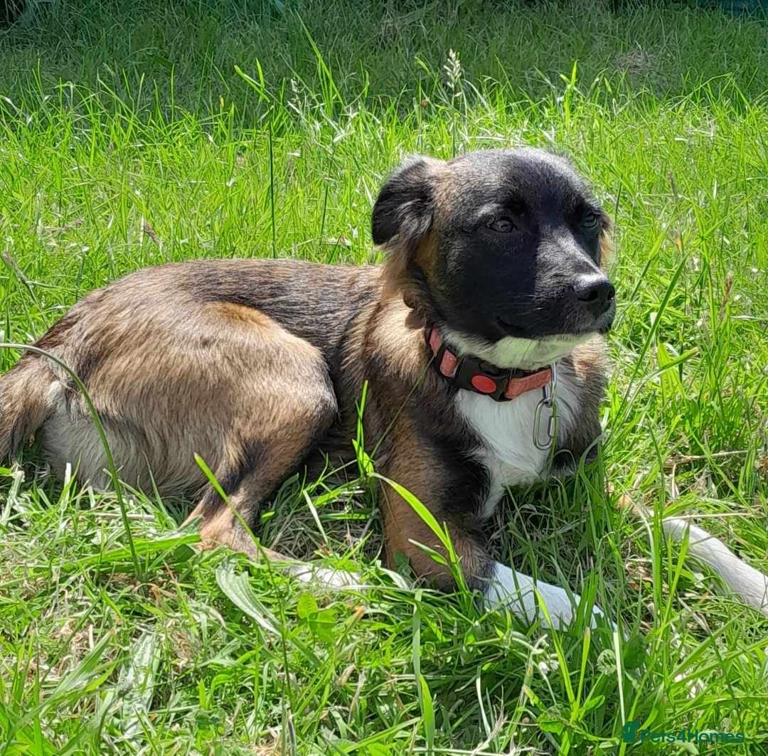 Mixed Breed dogs for sale: 3 Dogs  - Image 2