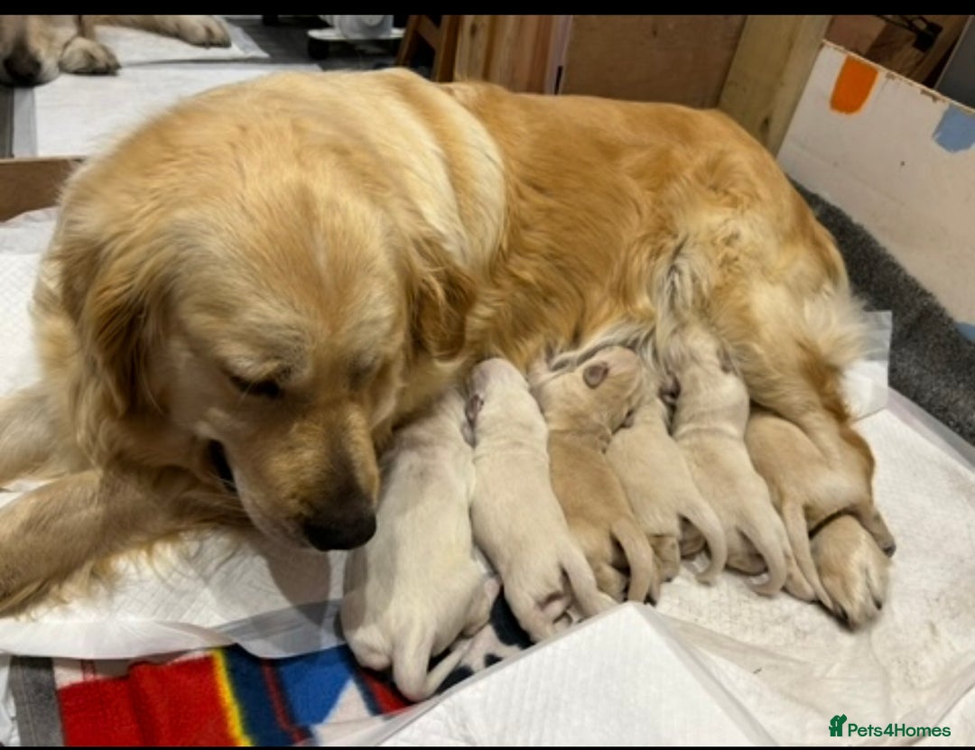 Golden Retriever dogs for sale: Golden retriever pups  - Image 1