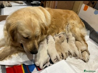 Golden Retriever dogs - Advert 2
