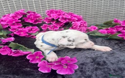 Dalmatian dogs for sale: Beautiful KC registered litter of dalmations  - Image 29