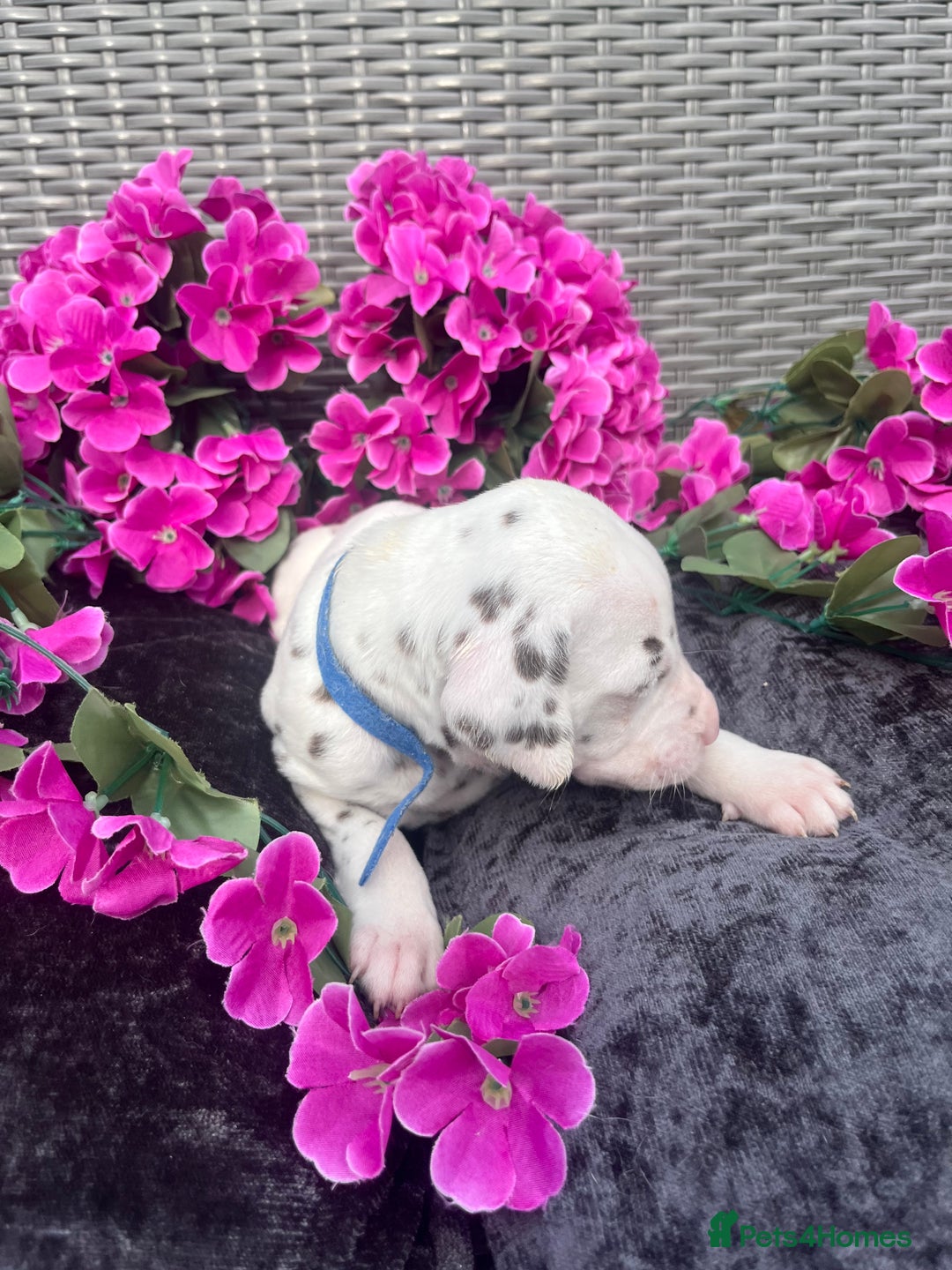 Dalmatian dogs for sale: Beautiful KC registered litter of dalmations  - Image 29
