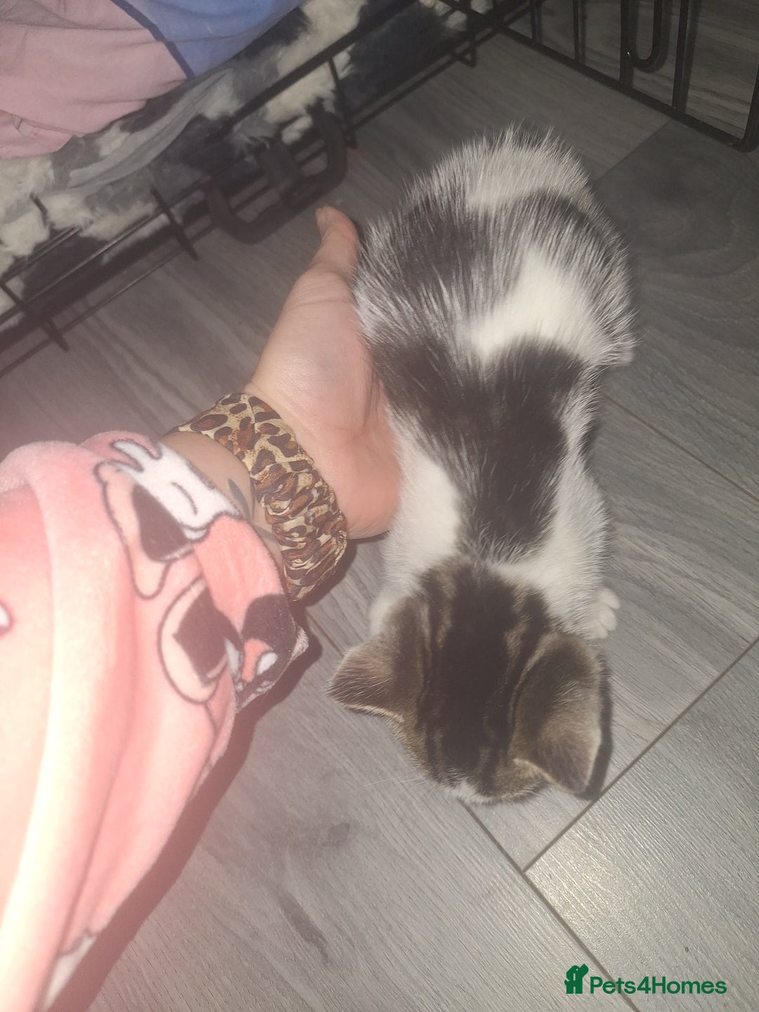 Domestic Shorthair cats for sale: Stunning kittens for sale. - Advert 10