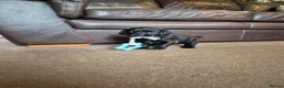Labrador Retriever dogs for sale: KC Registered Labrador Puppies - Advert 15