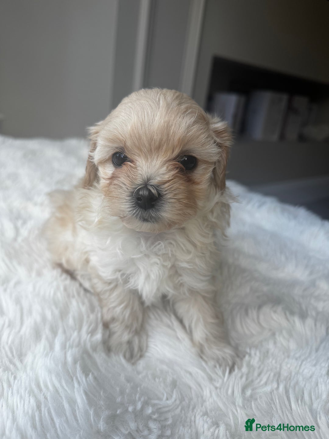 Maltipoo dogs for sale: Beautiful F1 Maltipoo puppies - Image 3