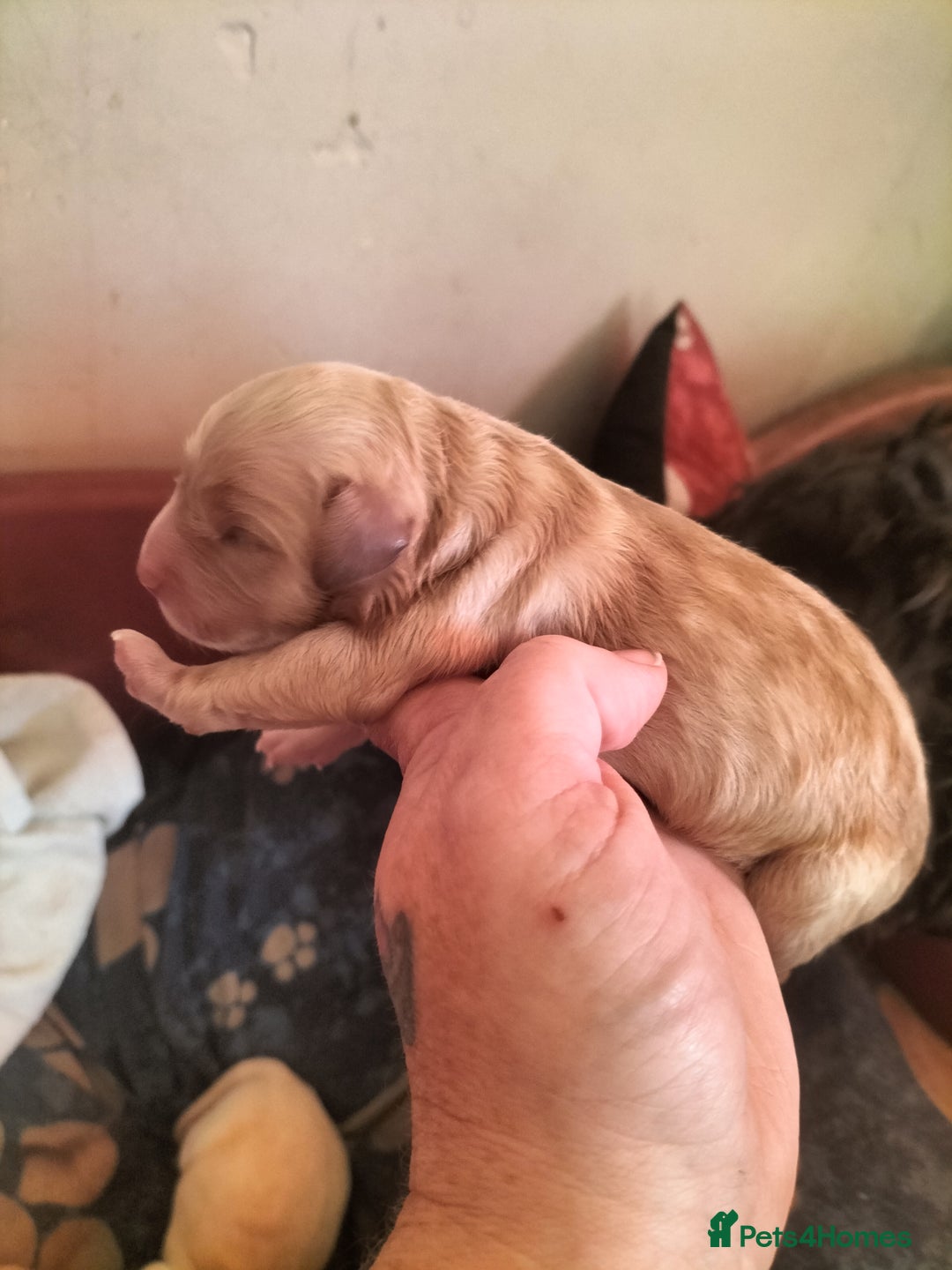 Labradoodle dogs for sale: Beautiful labradoodle puppies for sale  - Advert 10