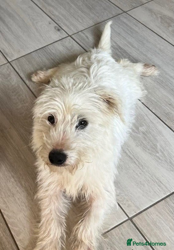 Mixed Breed dogs West highland terrier x boy  - Advert 2