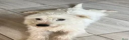 Mixed Breed dogs for sale: West highland terrier x boy  - Advert 1
