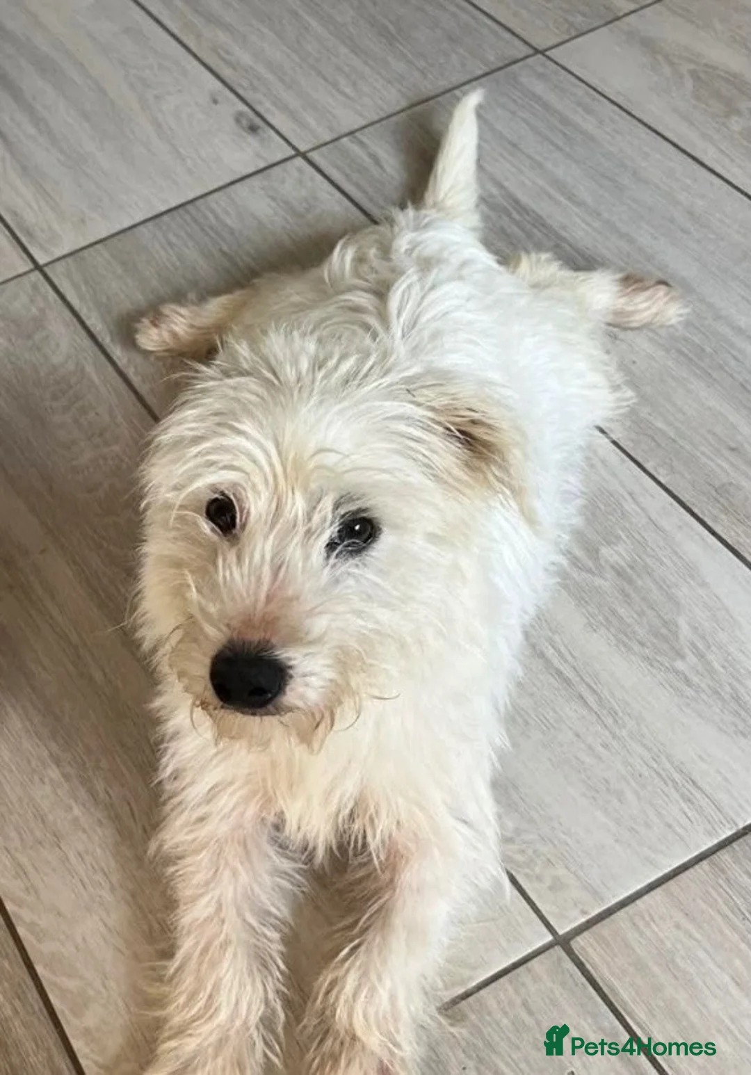 Mixed Breed dogs for sale: West highland terrier x boy  - Advert 1