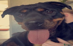 Rottweiler dogs for sale: Female Rottweiler  - Image 6