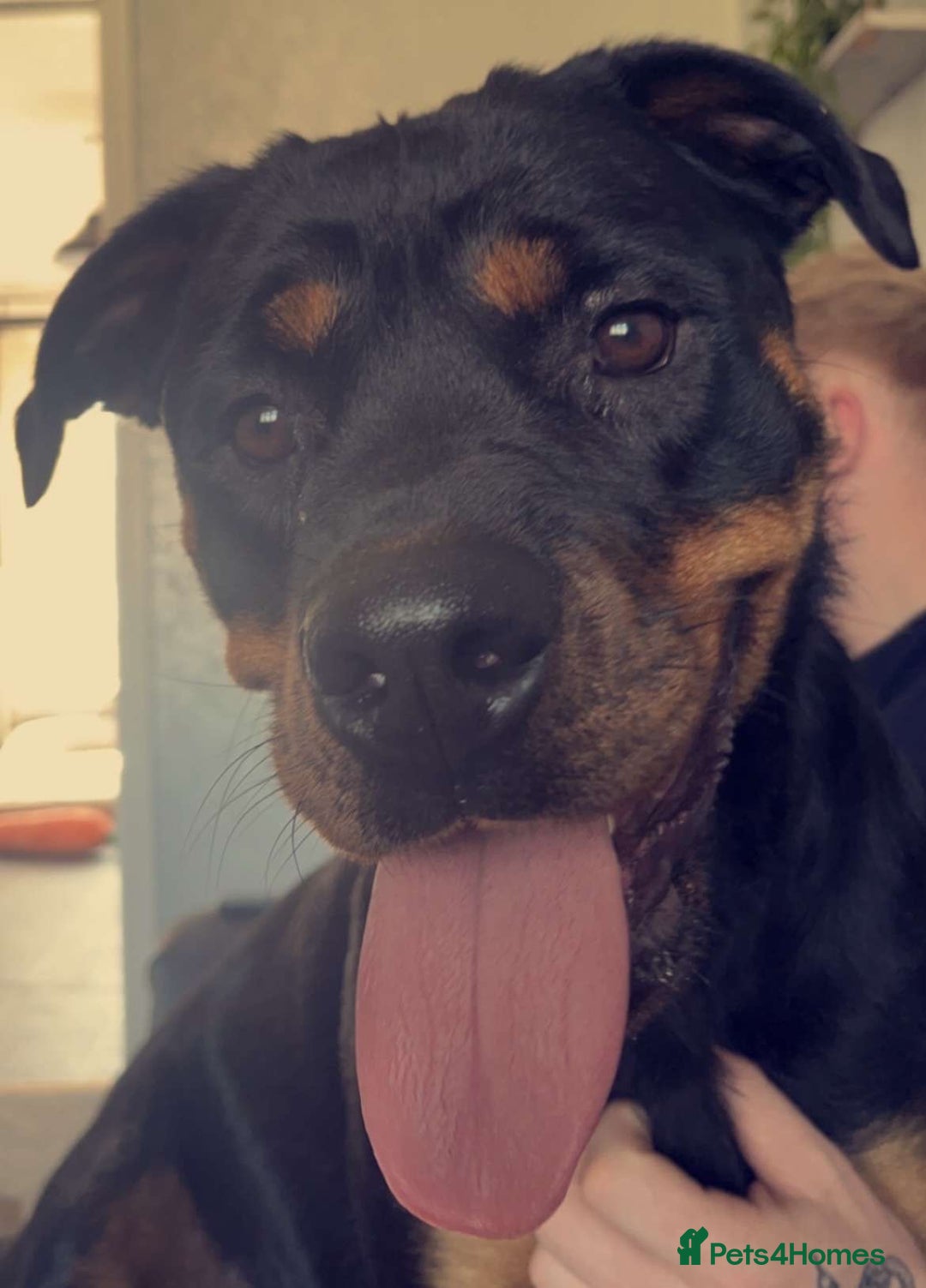 Rottweiler dogs for sale: Female Rottweiler  - Image 6