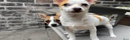 Mixed Breed dogs for sale: Small Mixed Breed Puppy, LAST GIRL AVAILABLE  - Advert 4
