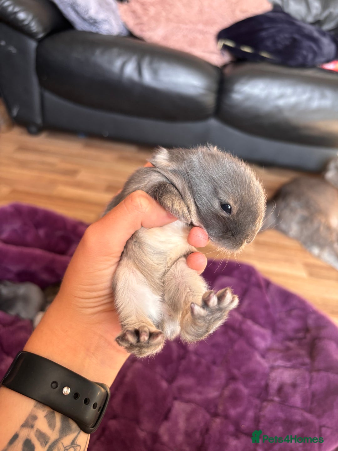 Mini Lion Lop rabbits for sale: Mini lion lops  - Image 13