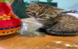 British Shorthair cats for sale: Fabulous, playful and healthy BSH kittens, rare - Image 23