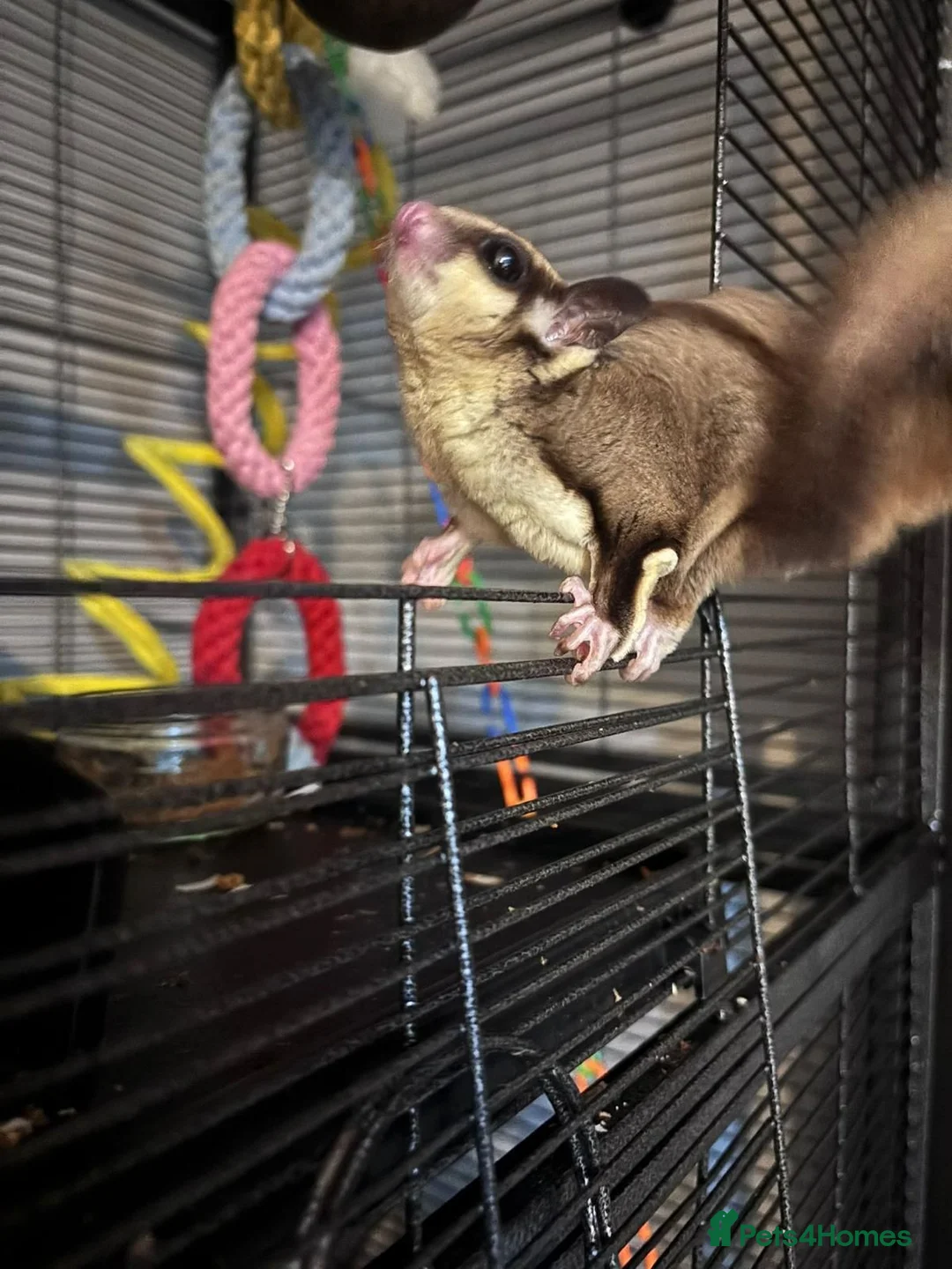 Sugar Glider rodents for sale: Whole set up male and female sugar gliders in Maidstone - Advert 2