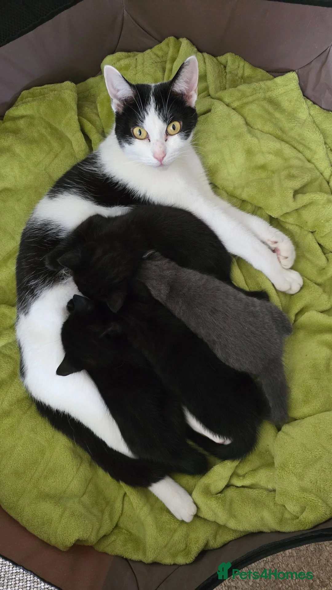 Mixed Breed cats for sale: Stunning wee grey female kitten - Advert 2