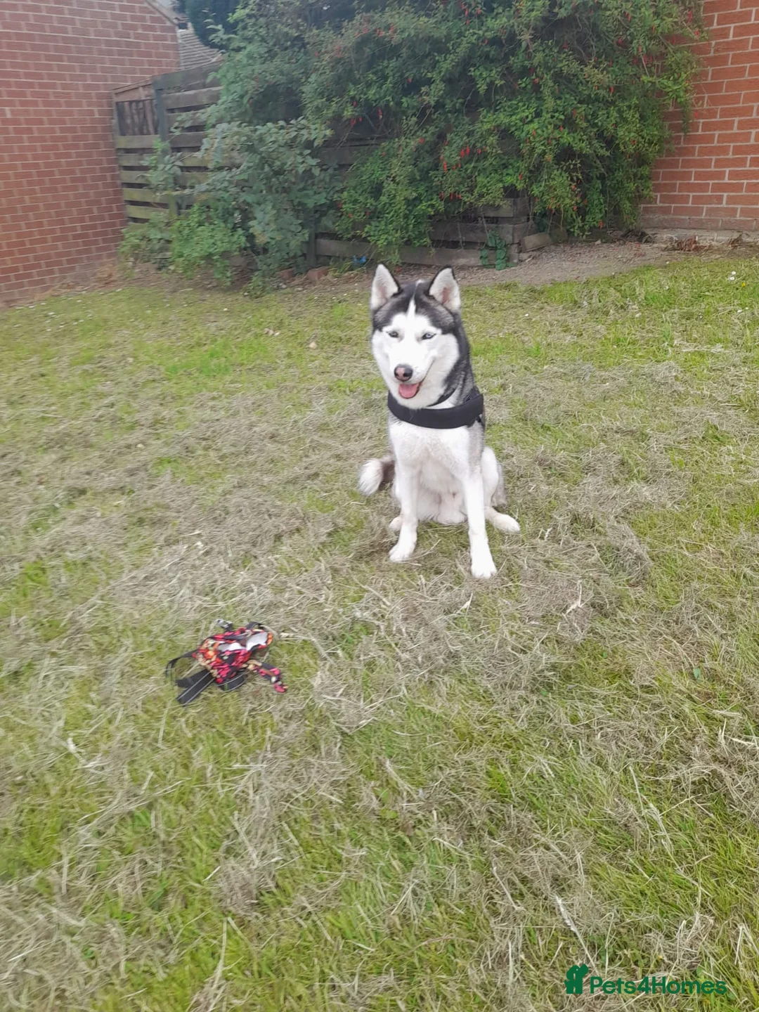 Siberian Husky dogs for stud: BLUE EYED HUSKY FOR STUD in Doncaster - Advert 35