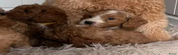 Cavapoo dogs for sale: F1 Cavapoo puppies-extensively health tested  - Advert 7