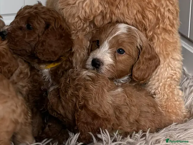 Cavapoo dogs F1 Cavapoo puppies-extensively health tested - Advert 6