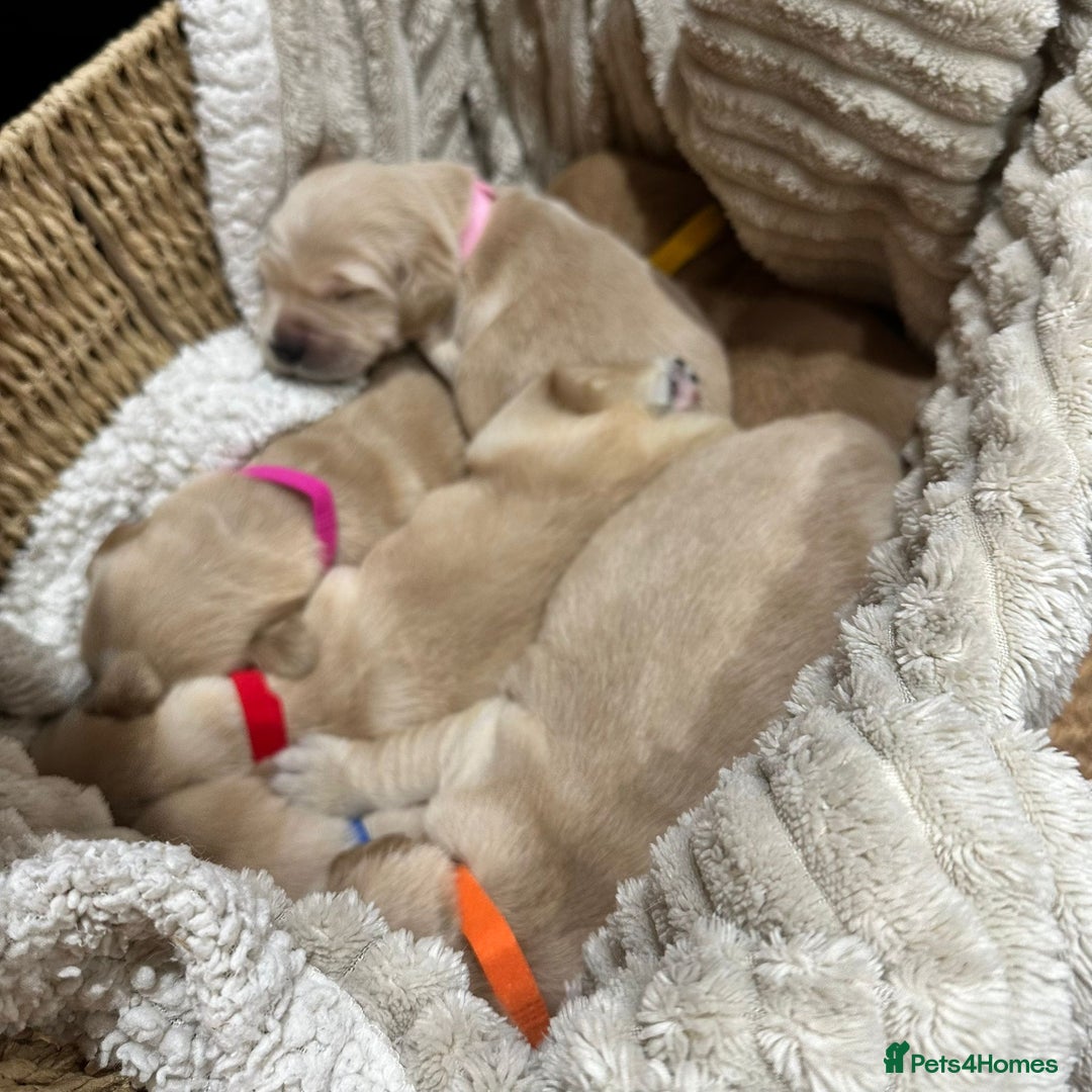 Golden Retriever dogs for sale: KC/FCI Well-Bred, Health CERTIFICATED,DAD CHAMPION - Image 6