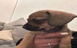 Mixed Breed dogs for sale: French wieners  - Image 7