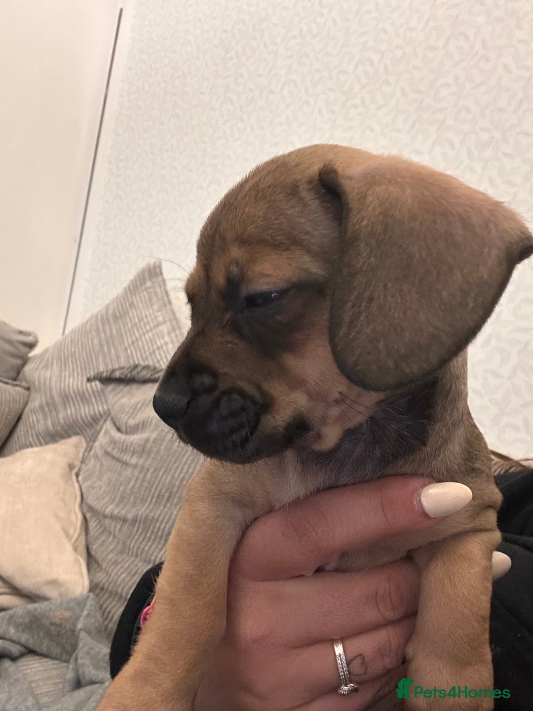 Mixed Breed dogs for sale: French wieners  - Image 7