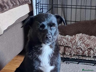 Mixed Breed dogs - Advert 1