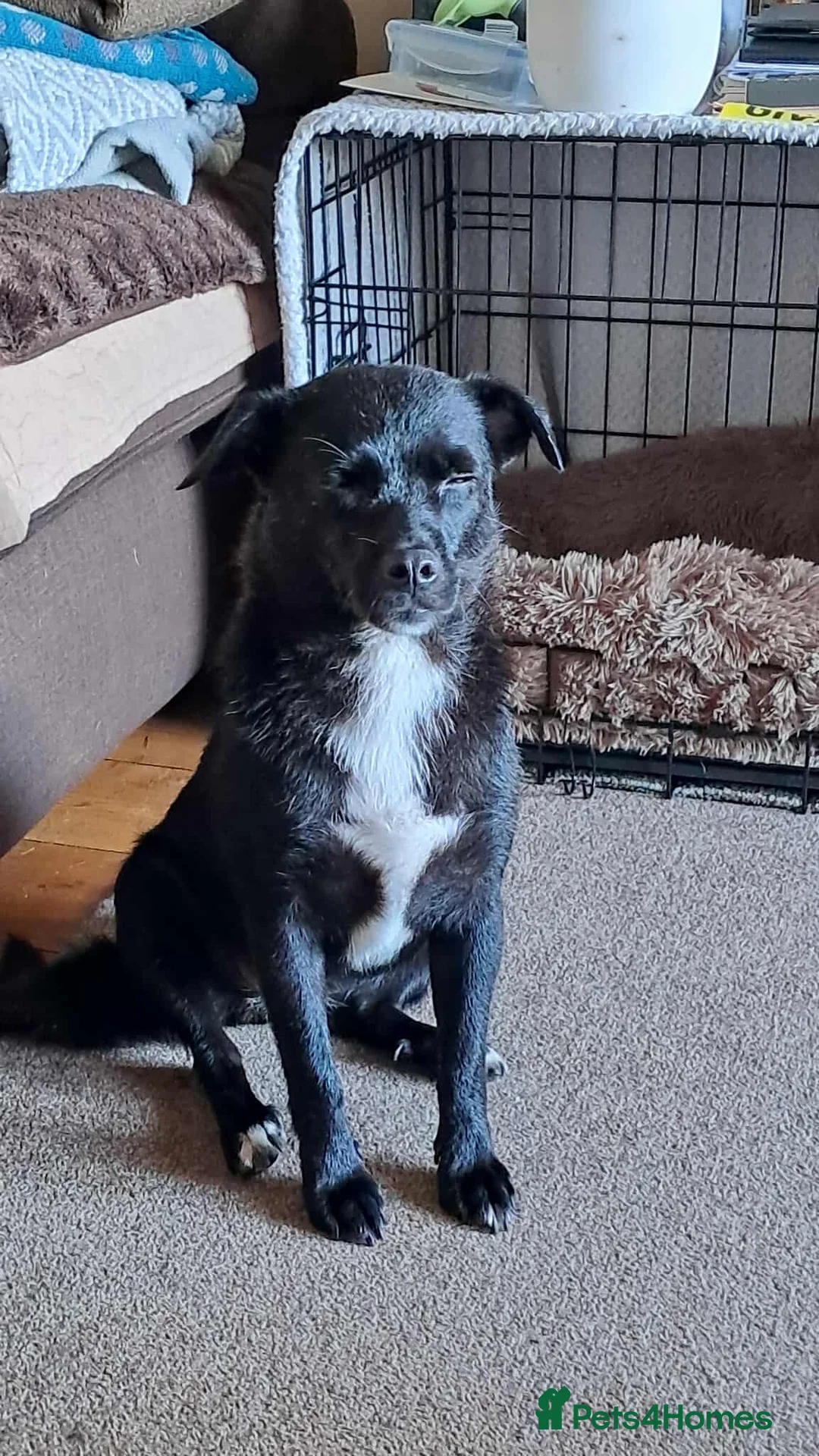 Mixed Breed dogs for adoption: Little Lucky - Advert 2