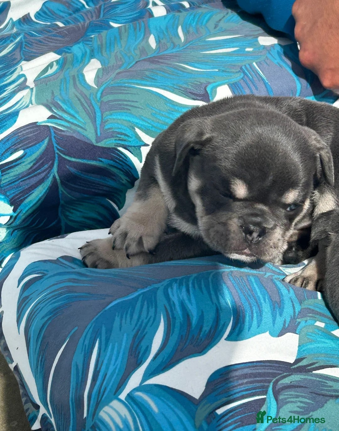 French Bulldog dogs for sale:  Beautiful French bulldogs Pups - Image 6